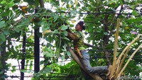 Pemangkasan pohon dilakukan di sejumlah ruas jalan di kawasan Pondok Kopi.