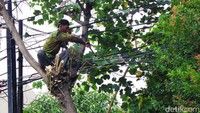 Kabel-kabel yang membentang tak beraturan sedikit menyulitkan petugas dalam melakukan pemangkasan pohon.