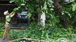 Antisipasi Tumbang, Pohon di Pondok Kopi Dipangkas