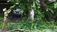 Petugas mengumpulkan ranting pohon yang telah dipangkas untuk dibuang. 