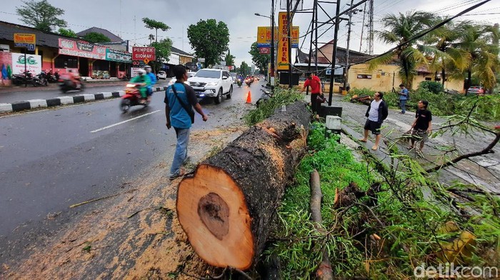 Penampakan pohon tumbang di Sleman: tutup akses jalan Magelang KM 9 dan timpa rumah