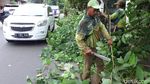 Antisipasi Tumbang, Pohon di Pondok Kopi Dipangkas