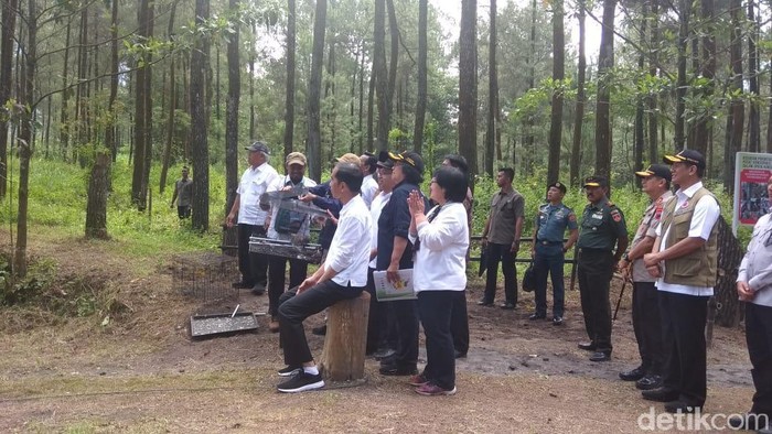 Jokowi melepasliarkan Elang Jawa di kawasan Merapi
