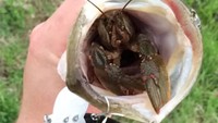 Penemuan unik selanjutnya ada di ikan yang baru saja dipancing. Di dalam mulutnya ada lobster air tawar yang juga sama-sama nikmat. Foto: Bored Panda