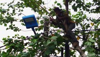 Petugas Suku Dinas Kehutanan Jakarta Timur memangkas pohon yang tumbuh di pinggir jalan di kawasan Pondok Kopi, Jumat (14/2/2020).