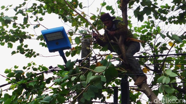 Antisipasi Tumbang, Pohon di Pondok Kopi Dipangkas