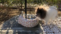 Disebut sebagai World Class Dog Area, toilet anjing ini akan resmi dibuka pada tanggal 13 Februari 2020. Toilet anjing ini nantinya akan berada di bawah tanggung jawab Kansai Airport. (Osaka International Airport)