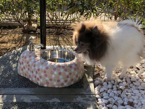 Jepang Buat Toilet Anjing Pertama di Dunia