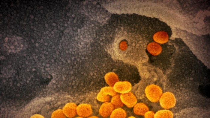 Virus Corona dilihat dari mikroskop
