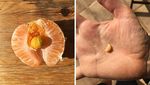 Ketika Telur Ada di Dalam Telur dan Paprika di Dalam Paprika