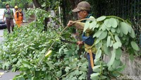 Pemangkasan dilakukan untuk mengantisipasi tumbang saat diterpa angin kencang.