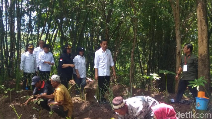 Jokowi tanam vetiver hingga porang di Waduk Gajah Mungkur