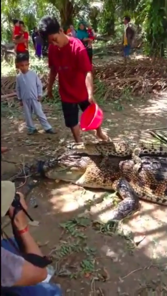 Induk buaya sepanjang 5 meter ditangkap warga Mamuju Tengah karena bikin resah (dok. Istimewa)