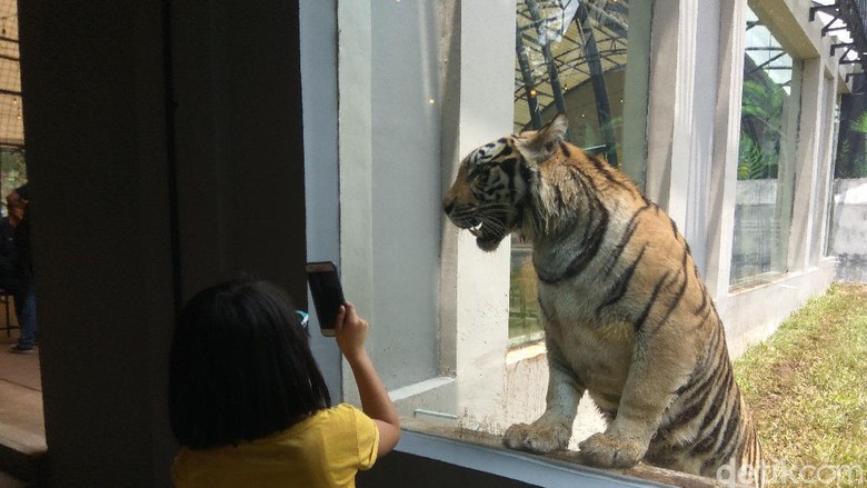 ang Park & Zoo, Parongpong, Kabupaten Bandung Barat. Lembang Park & Zoo, Parongpong, Kabupaten Bandung Barat. memiliki harimau Benggala