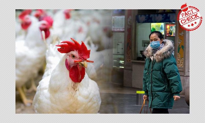 daging ayam bisa menyebarkan virus corona daging ayam bisa menyebarkan virus corona