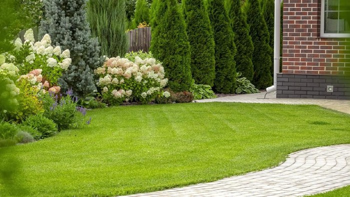 Freshly cut grass in the backyard of a private house.