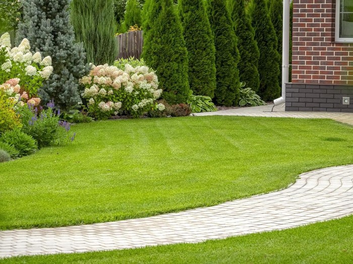 Freshly cut grass in the backyard of a private house.