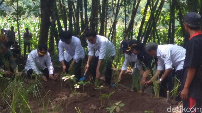 Jokowi tanam vetiver hingga porang di Waduk Gajah Mungkur