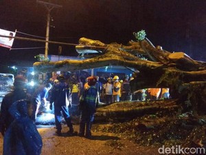 Pohon Tumbang Timpa Mobil di Bantul, Satu Orang Tewas
