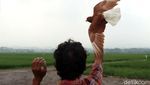 Mengisi Waktu di Akhir Pekan dengan Melatih Burung Merpati