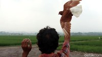 Lomba balap burung merpati jadi salah satu kegiatan yang cukup diminati oleh warga Bandung.
