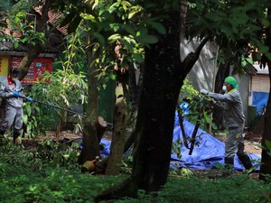 Pohon yang Terpapar Radioaktif Ditebang, Takut Jadi Mutan?