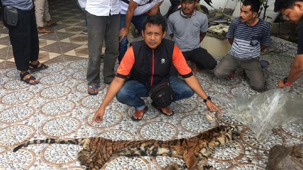 Polisi Tangkap Pelaku Perdagangan Kulit Harimau Sumatera di Riau