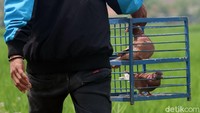 Lomba burung merpati tinggi kolong meja diketahui rutin digelar oleh organisasi Penggemar Merpati Tinggi Indonesia (PMTI). Hadiah yang disiapkan dalam perlobaan ini bahkan hingga ratusan juta rupiah.