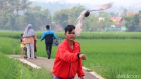 Seperti diketahui, latihan itu dilakukan agar pada tak ada hambatan yang terjadi saat burung merpati tersebut terbang.