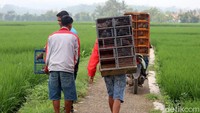 Tak jarang waktu di akhir pekan kerap dimanfaatkan warga untuk melatih burung merpati jagoannya.