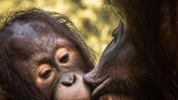 Potret seekor induk orang utan yang tengah bermain dengan anaknya ini diabadikan oleh a.rosenthal di Kebun Binatang Cologne, Jerman. Istimewa/Dok. Boredpanda/Agora Images.
