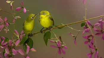 Potret dua ekor burung yang diabadikan oleh dikyedarling dari Indonesia. Istimewa/Dok. Boredpanda/Agora Images.