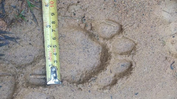 Foto Jejak Harimau di Aceh