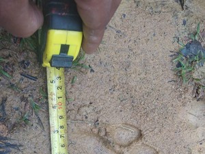 Harimau Mangsa Sapi Warga di Riau, BKSDA Turun Tangan