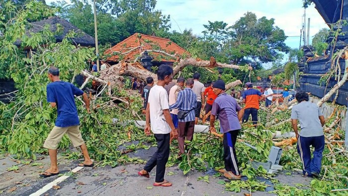 Lokasi Pohon Tumbang di Badung