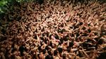 Foto: Hadaka Matsuri, Festival Pria Telanjang Jepang