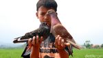 Mengisi Waktu di Akhir Pekan dengan Melatih Burung Merpati