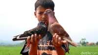Tak heran, banyak warga berminat untuk mengikuti lomba itu dan melatih burung merpati jagoan mereka agar dapat memenangkan lomba tersebut.