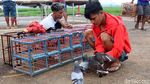 Mengisi Waktu di Akhir Pekan dengan Melatih Burung Merpati
