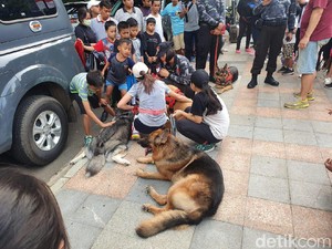 Atraksi Anjing Pelacak-Kuda Pengendali Massa Curi Perhatian di CFD
