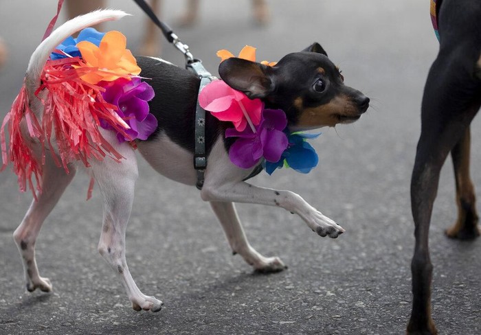 Sejumlah anjing tampil dengan kostum unik nan menarik di karnaval anjing yang diselenggarakan di Brasil. Penasaran seperti apa potretnya? Yuk, lihat.