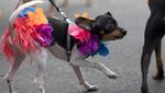 Melihat Gaya Para Anjing yang Bikin Gemas di Karnaval Brasil