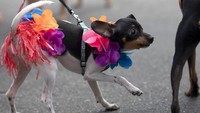 Seekor anjing mengenakan hiasan berbentuk bunga saat ikut serta dalam karnaval anjing yang diselenggarakan di Rio de Janeiro, Brasil, pada Minggu (16/2/2020) waktu setempat.