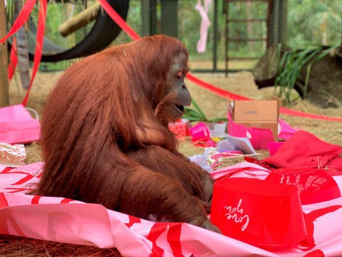 This Feb. 15, 2020 photo courtesy of the Center for Great Apes shows an orangutan named Sandra in Wauchula, Fla. Sandra, who was granted legal personhood by a judge in Argentina and later found a new home in Florida, celebrated her 34th birthday on Valentines Day with a special new primate friend. Patti Ragan, director of the Center for Great Apes says Sandra has “has adjusted beautifully to her life at the sanctuary” and has befriended Jethro, a 31-year-old male orangutan. (The Center for Great Apes via AP)
