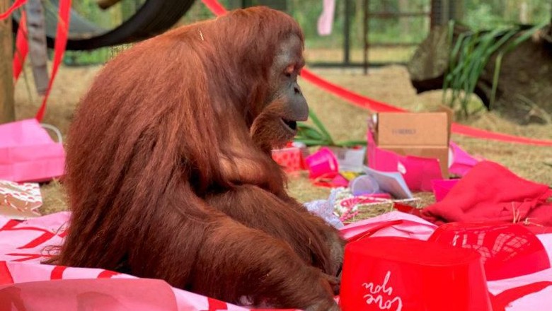 Sandra The Orangutan This Feb. 15, 2020 photo courtesy of the Center for Great Apes shows an orangutan named Sandra in Wauchula, Fla. Sandra, who was granted legal personhood by a judge in Argentina and later found a new home in Florida, celebrated her 34th birthday on Valentines Day with a special new primate friend. Patti Ragan, director of the Center for Great Apes says Sandra has “has adjusted beautifully to her life at the sanctuary” and has befriended Jethro, a 31-year-old male orangutan. (The Center for Great Apes via AP)