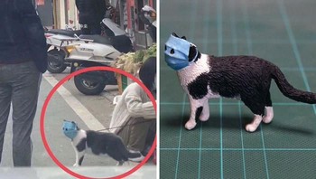Seperti kucing ini yang dipakaikan virus untuk melindunginya dari virus corona. Foto: Twitter/Meetissai