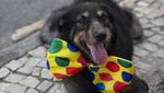 Melihat Gaya Para Anjing yang Bikin Gemas di Karnaval Brasil