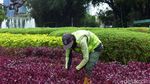Membuat Kupu-kupu Betah di Taman Patung Diponegoro