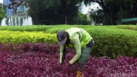 Petugas tampak melakukan perawatan taman Patung Diponegoro di Menteng, Jakarta, Senin (17/2/2020).