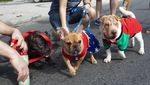 Melihat Gaya Para Anjing yang Bikin Gemas di Karnaval Brasil